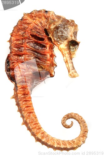 Image of seahorse fish isolated 