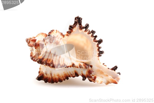 Image of sea shell isolated