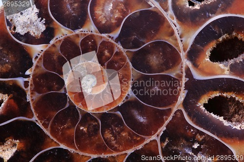 Image of ammonite texture 