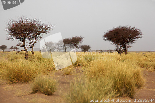 Image of Savannah in Morocco