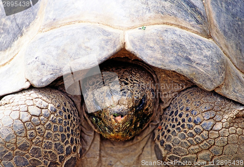 Image of Tortoise