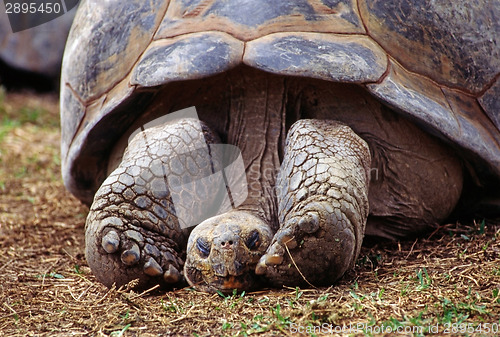 Image of Tortoise