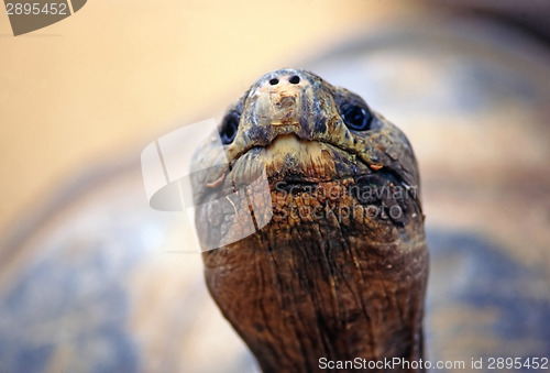 Image of Tortoise