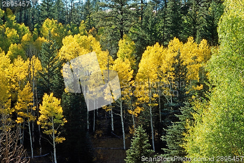 Image of Autumn