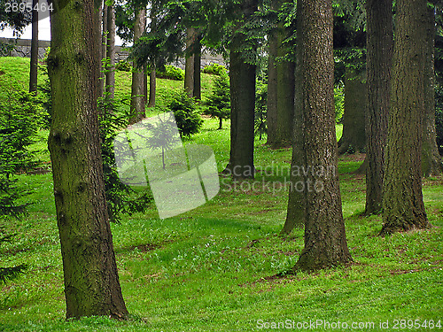 Image of Green forest