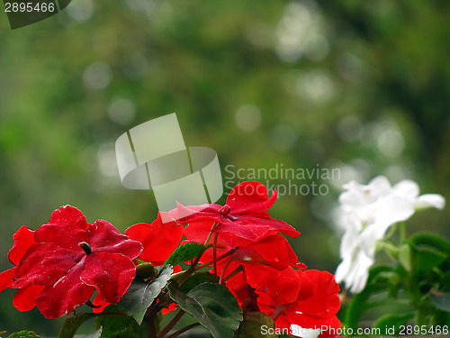 Image of Red and white flowers