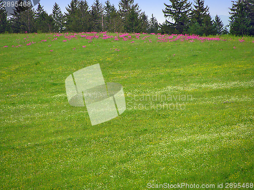 Image of Green field with pink flowers