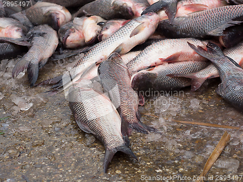 Image of Carp fish on a concrete floor