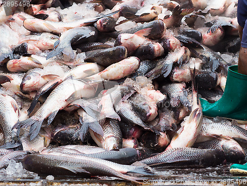 Image of Fish at a seafood market