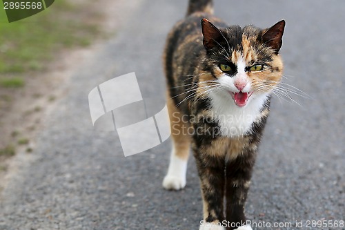Image of Very Angry Domestic Cat