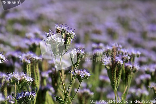 Image of Field of Phacelia tanacetifolia or Lacy Phacelia