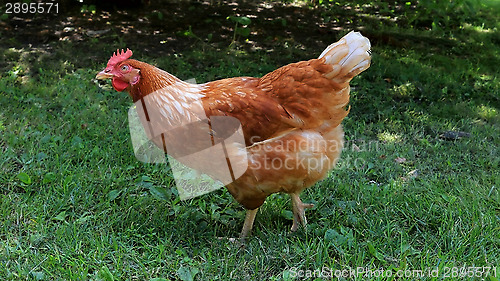 Image of Brown Hen Looking