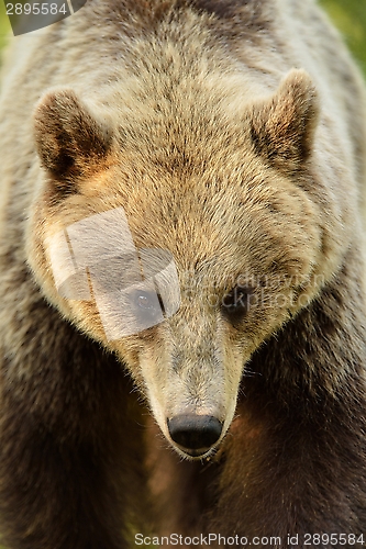 Image of Brown bear portrait