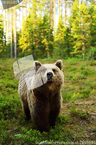 Image of Brown bear in forest