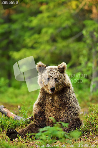 Image of Brown bear sitting in the forest