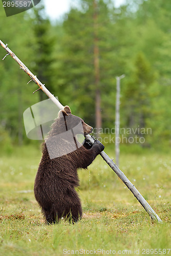 Image of Brown bear standing and holding a tree