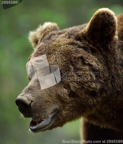 Image of Brown bear scarred face