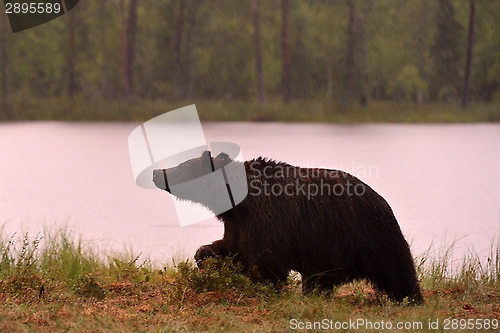 Image of Brown bear walking in the rain at sunset