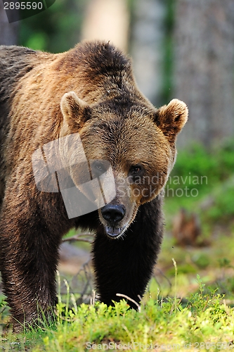 Image of Bear portrait in forest