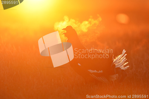 Image of Black Grouse shouting at sunrise