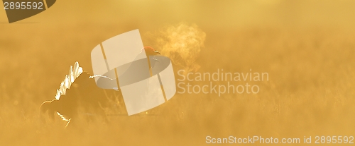 Image of Black Grouse shouting at sunrise