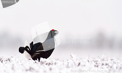 Image of Black Grouse lek on snow