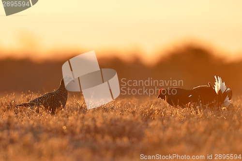 Image of Female and male black grouse