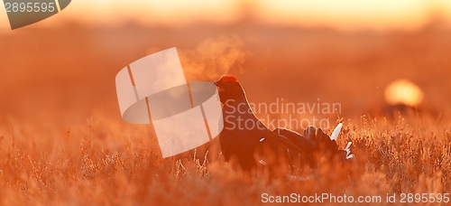 Image of Black Grouse at sunrise