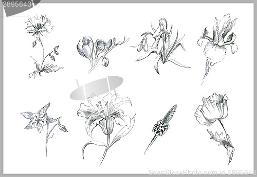 Image of Illustration flowers. Illustration garden and wild flowers.