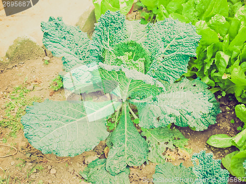 Image of Retro look Cabbage picture