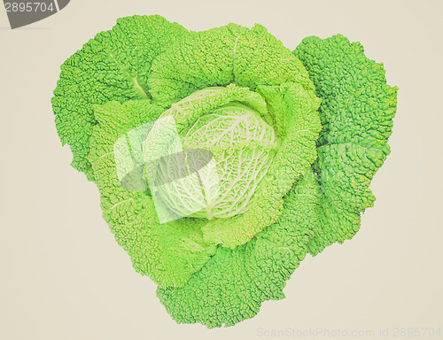 Image of Retro look Green cabbage