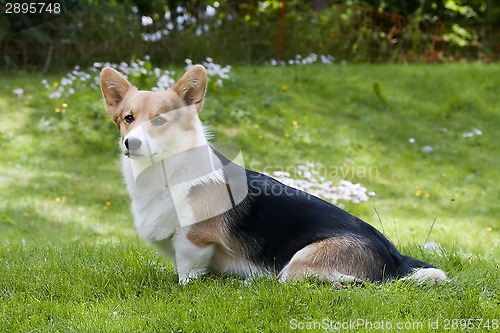 Image of sitting on thenlawn