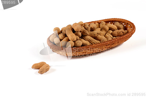 Image of Peanut