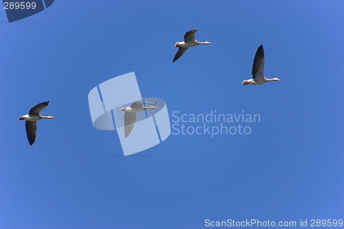 Image of Flock of geese