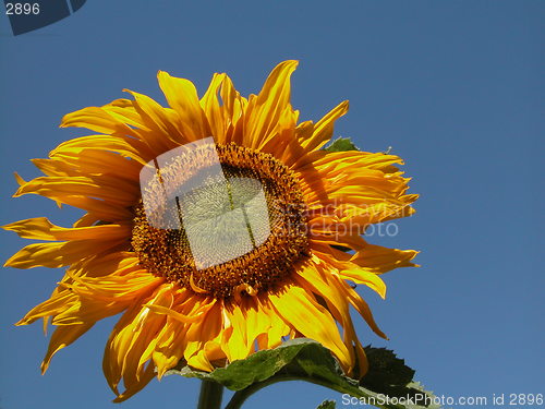 Image of sunflower