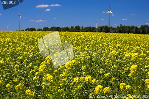 Image of Rape field