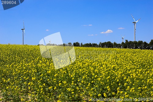 Image of Rape field