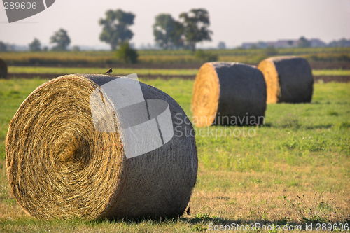 Image of Haystacks