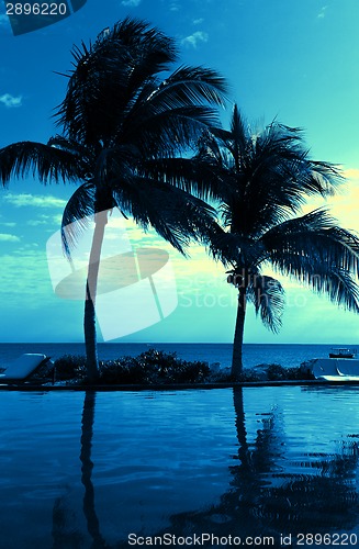 Image of coconut tree silhouette on the beach