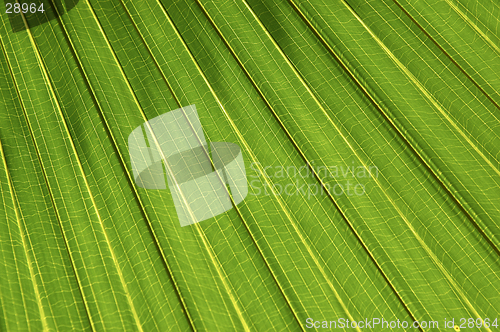 Image of Palm leaf