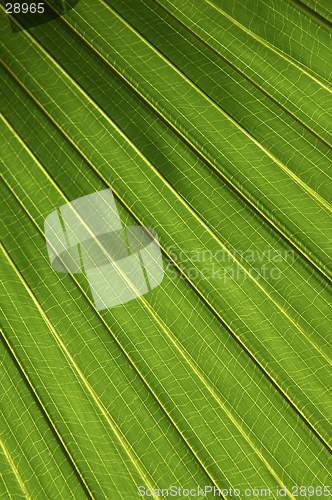 Image of Palm leaf