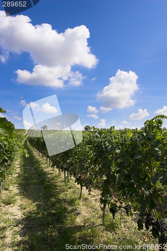 Image of Vineyard