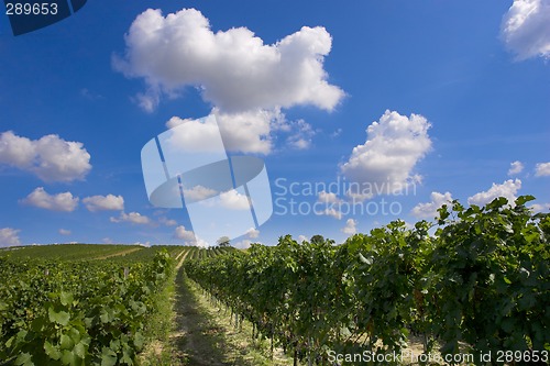 Image of Vineyard