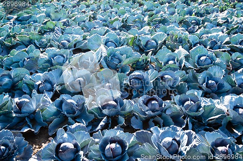 Image of Red cabbage field