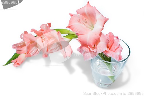 Image of pink gladiolus isolated on white