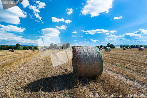 Image of Hay bales on the field