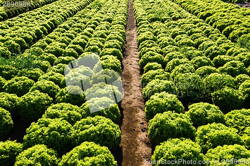 Image of Rows of salad