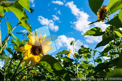 Image of sunflower field over cloudy blue sky