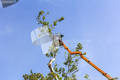 Image of Trimming trees with a chainsaw