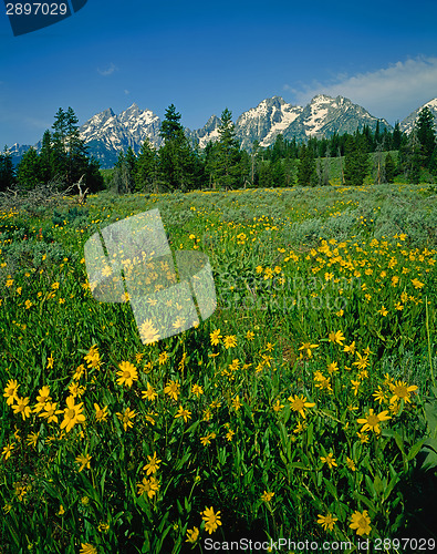 Image of Grand Teton